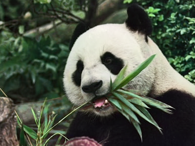 Wildlife Photography - AI Colorized high-quality photo enhanced by AI technology