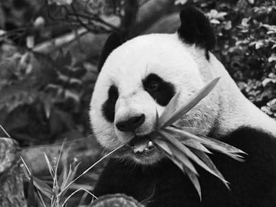 Wildlife Photography - Original black and white photo before AI colorization
