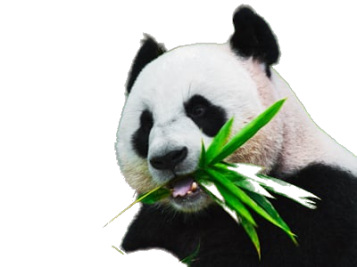 Animal Isolation - Background Removed high-quality photo enhanced by AI technology